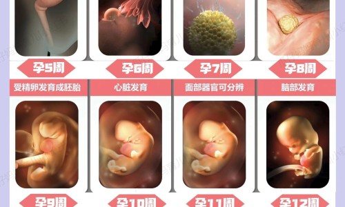 一个月以内的仓鼠网—知名的仓鼠一个月可以繁殖吗网站,分享一个月以内的仓鼠怎么养知识